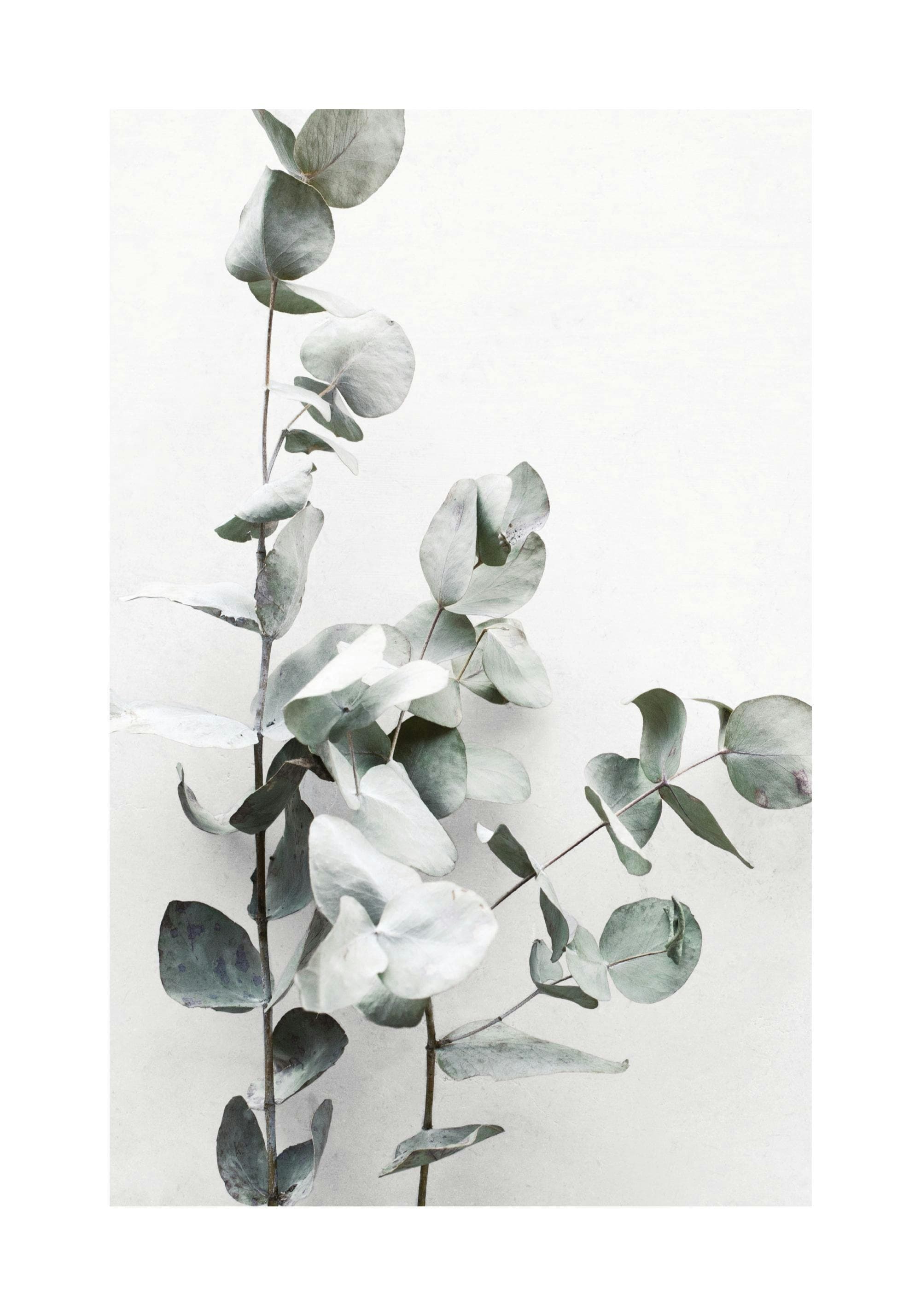 Rosa damascena